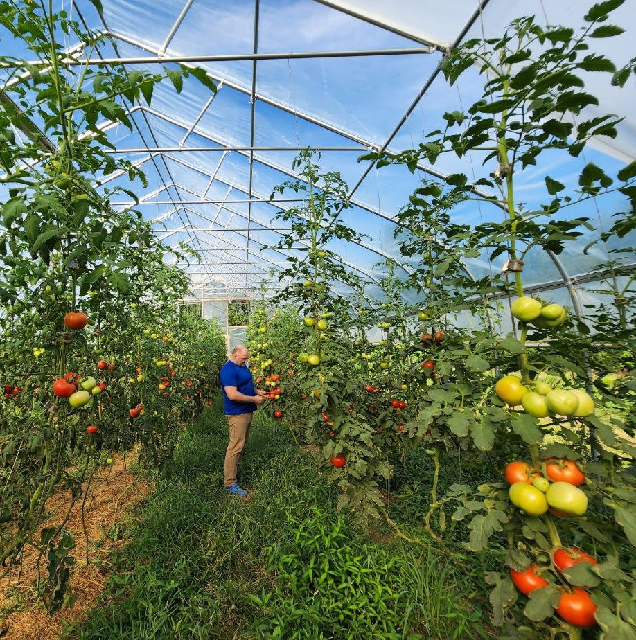 Cherry Tomato