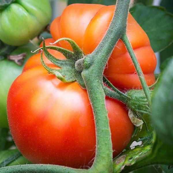 Heirloom Tomato - FARM PICK -UP ONLY!