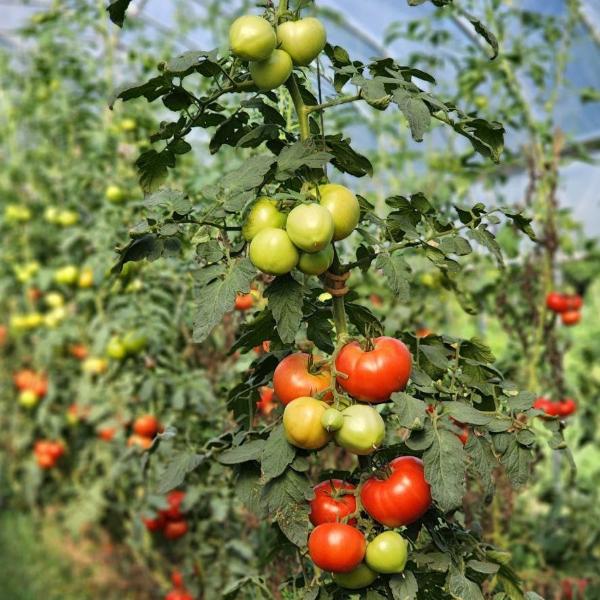 Red Slicer Tomatom - FARM PICK-UP ONLY!