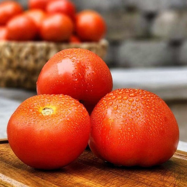 Red Slicer Tomato - 1#
