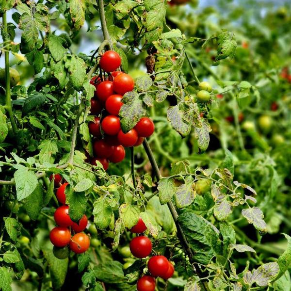 Cherry Tomato - FARM PICK-UP ONLY!
