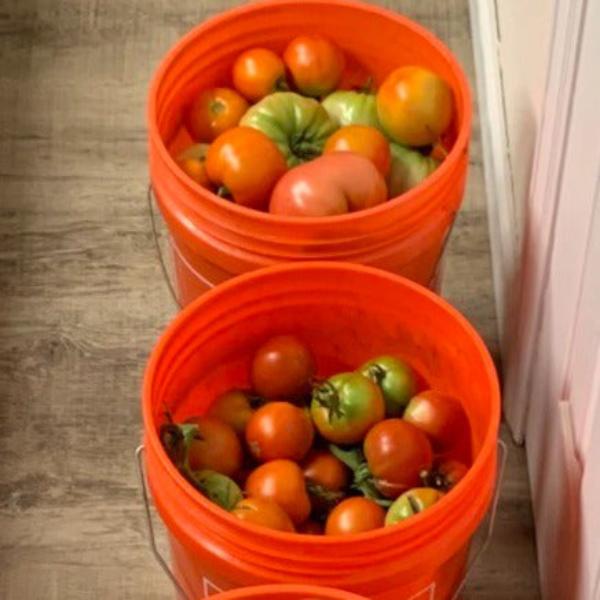 Heirloom Tomato - FARM PICK -UP ONLY!