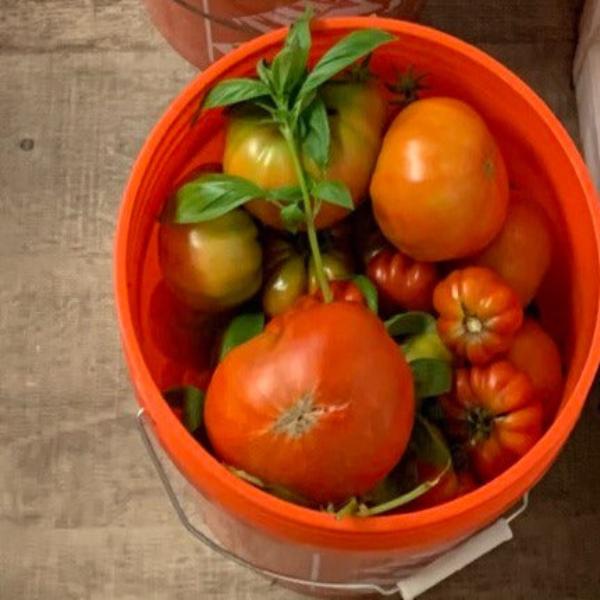 Heirloom Tomato - FARM PICK -UP ONLY!