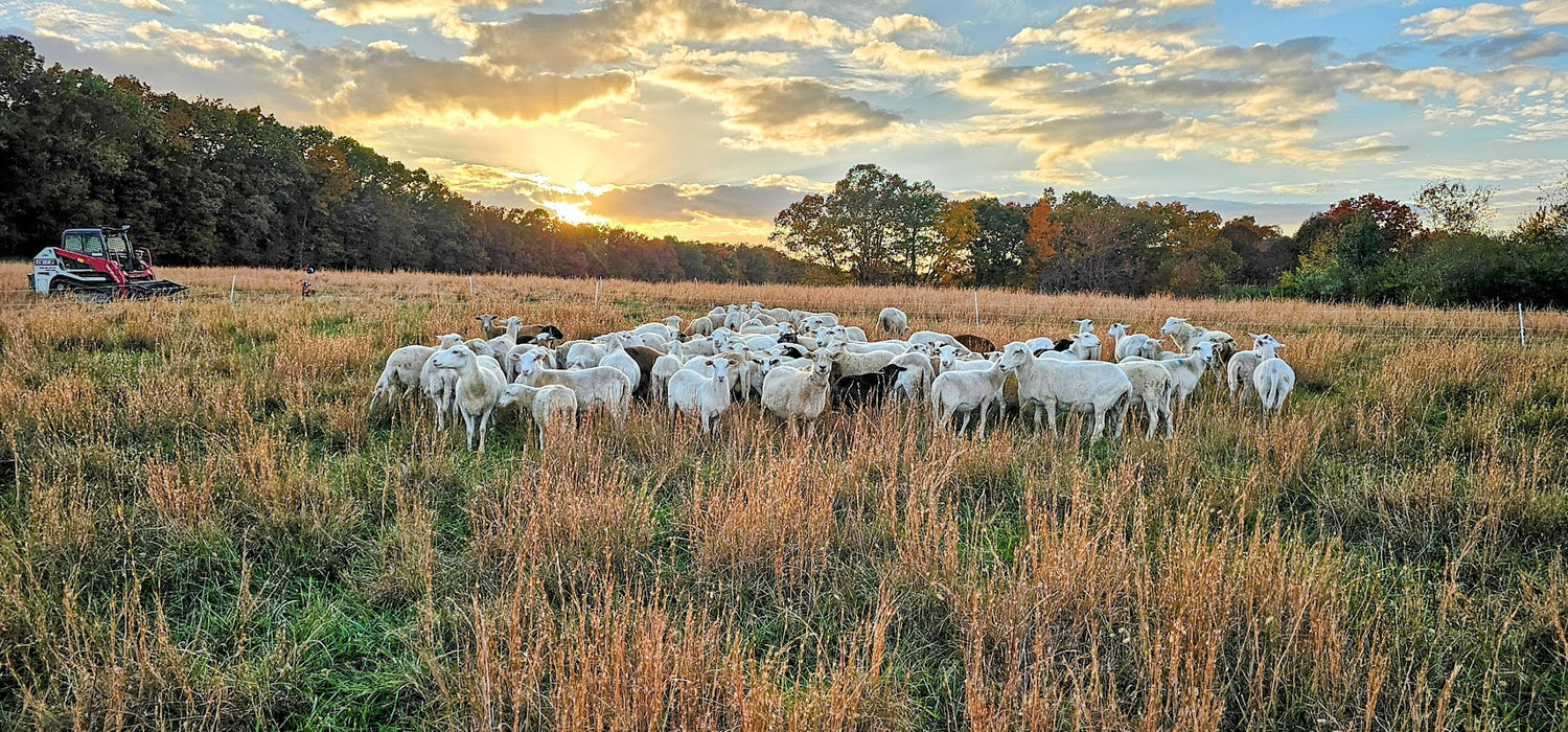 Grass-Finished Lamb