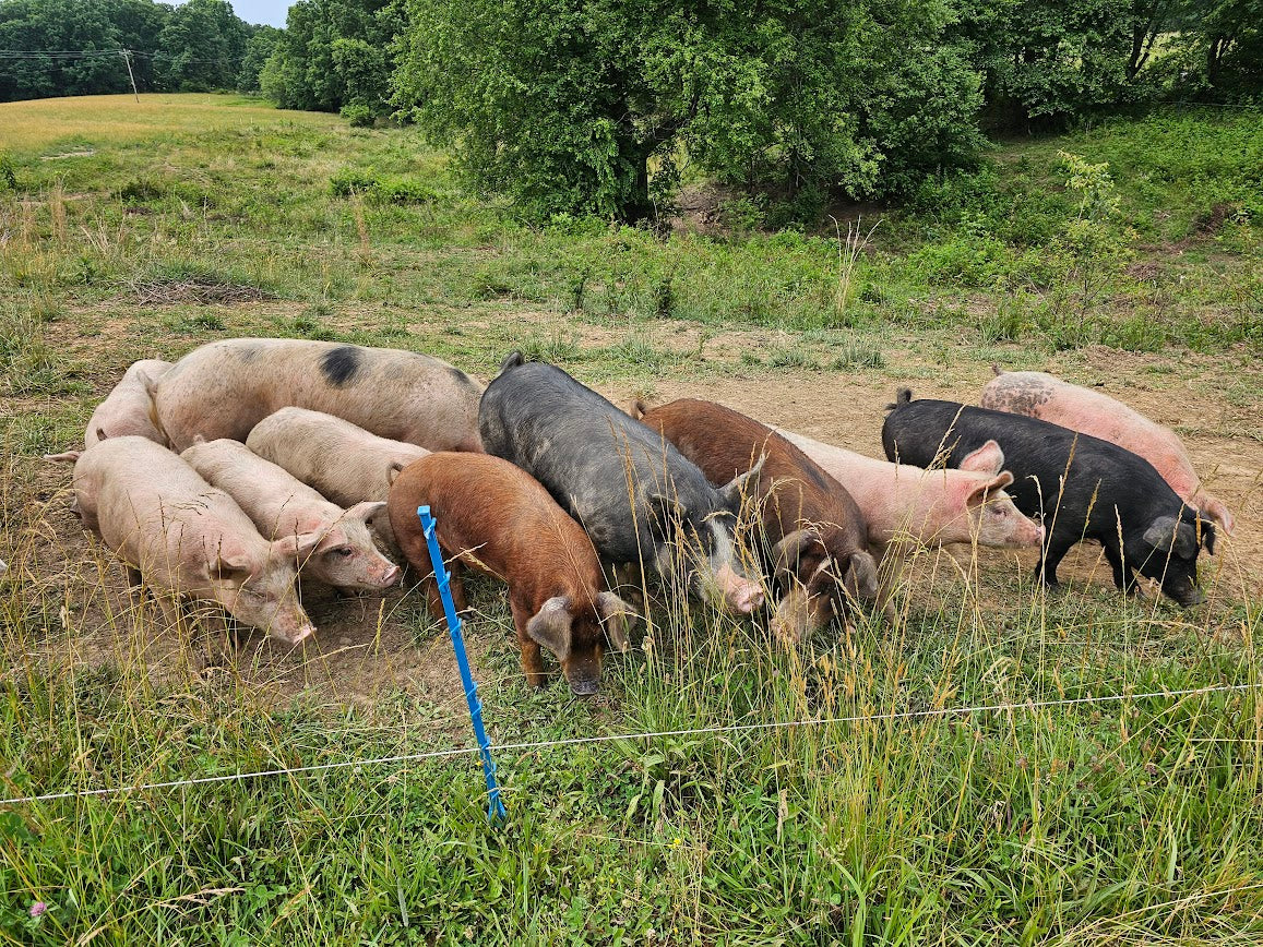 Forage-Fed Heritage Pork