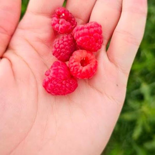 Raspberries