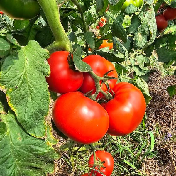 Red Slicer Tomato