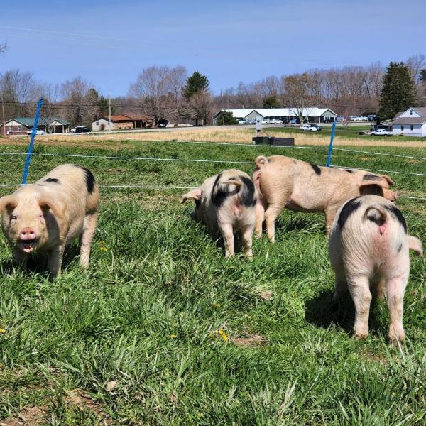 Hog Old Script 1/2 custom butchered Hog – Franklinharvest